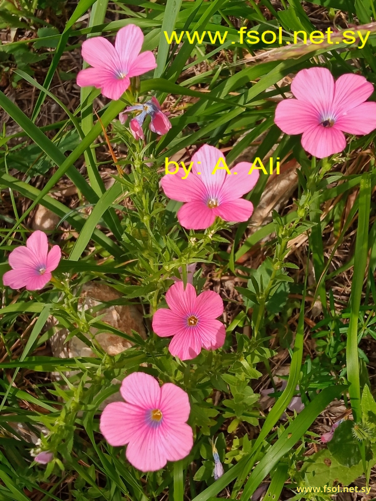 Linum pubescens Banks et Sol in Russ.